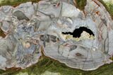 Polished Mushroom Jasper Slab - Arizona #184816-1